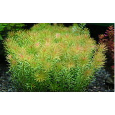 Rotala Wallichi Red